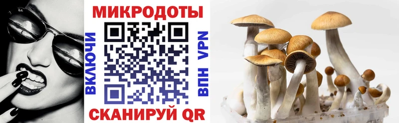Галлюциногенные грибы Psilocybe  Купить закладки  Новосокольники 